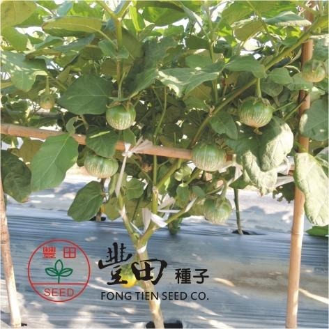 【萌田種子~】L41 綠如意圓茄種子0.15公克(約50粒) , 顏色綠白相間 , 果型小巧討喜~-細節圖2
