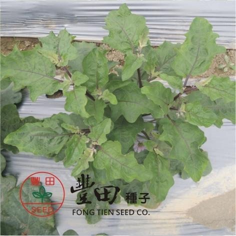 【萌田種子~】L41 綠如意圓茄種子0.15公克(約50粒) , 顏色綠白相間 , 果型小巧討喜~-細節圖3