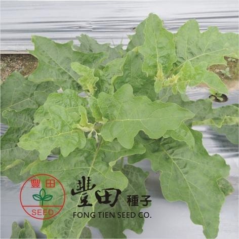 【萌田種子~】L42 玉玲瓏圓茄種子0.17公克(約50粒) , 顏色白綠相間 , 果型小巧討喜~-細節圖3