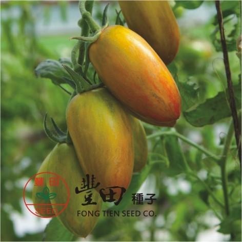 【萌田種子~】L43 203條紋蕃茄種子10粒 , 綠帶紅條紋 , 口味酸甜 , 蕃茄味道濃郁 ~-細節圖2