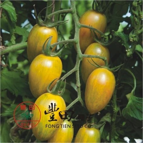 【萌田種子~】L44 204條紋蕃茄種子10粒 , 綠帶黃條紋 , 口味酸甜 , 蕃茄味道濃郁 ~-細節圖2