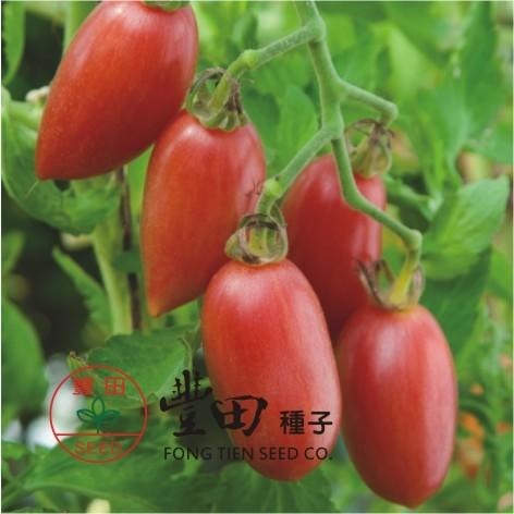 【萌田種子~】L45 205條紋蕃茄種子10粒 , 深粉帶橙色條紋 , 口味酸甜 , 蕃茄味道濃~-細節圖2