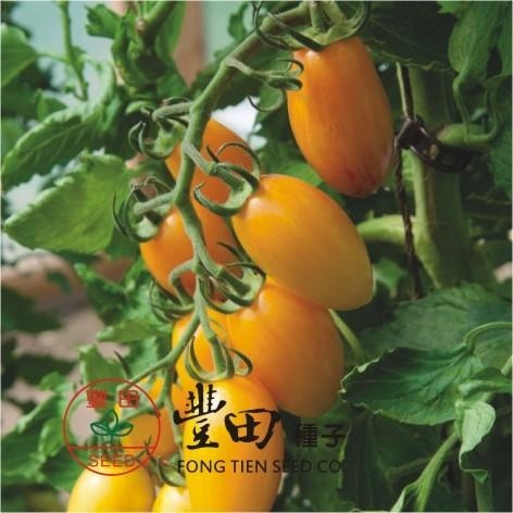 【萌田種子~】L46 206條紋蕃茄種子10粒 , 亮黃帶紅條紋 , 口味酸甜 , 蕃茄味道濃郁~-細節圖2