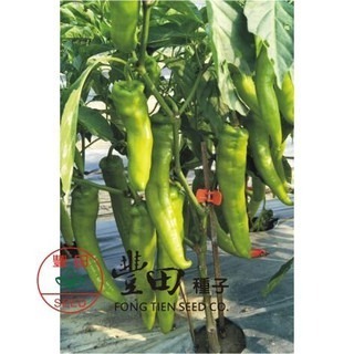 【萌田種子~】M03 牛魔王牛角椒種子15粒 , 辣味適中 , 著果力強 , 產量高 ~-細節圖2