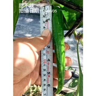 【萌田種子~】M05 大青龍甜不辣辣椒種子7粒 ,不辣辣椒 ,長勢強 ,結果數多~-細節圖2