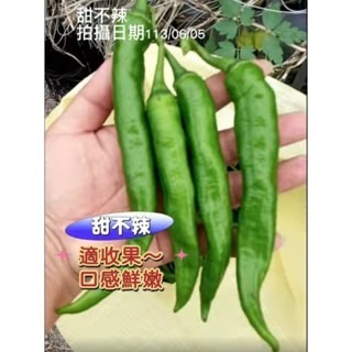 【萌田種子~】M05 大青龍甜不辣辣椒種子7粒 ,不辣辣椒 ,長勢強 ,結果數多~-細節圖3