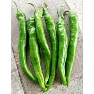 【萌田種子~】M05 大青龍甜不辣辣椒種子7粒 ,不辣辣椒 ,長勢強 ,結果數多~-細節圖4