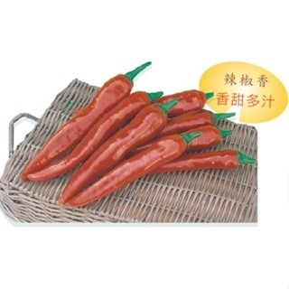 【萌田種子~】M05 大青龍甜不辣辣椒種子7粒 ,不辣辣椒 ,長勢強 ,結果數多~-細節圖5