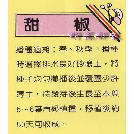 【萌田種子~】M07 泰國綠冠水果甜椒種子3粒, 青甜椒 ,皮薄 ,果肉屬中厚~-細節圖2