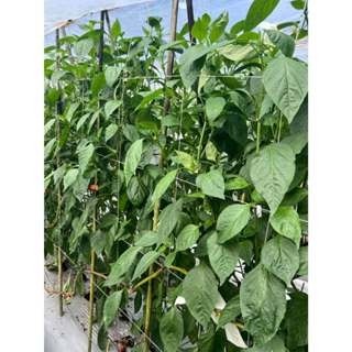 【萌田種子~】M13 銘星早生甜椒種子8粒 ,生長勢強 ,植株矮 ,早採收~-細節圖2