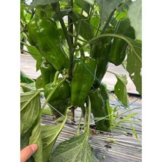 【萌田種子~】M13 銘星早生甜椒種子8粒 ,生長勢強 ,植株矮 ,早採收~-細節圖4