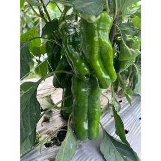 【萌田種子~】M13 銘星早生甜椒種子8粒 ,生長勢強 ,植株矮 ,早採收~-細節圖5