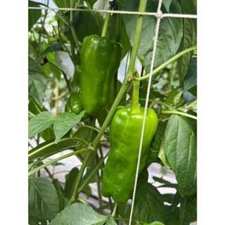 【萌田種子~】M13 銘星早生甜椒種子8粒 ,生長勢強 ,植株矮 ,早採收~-細節圖6