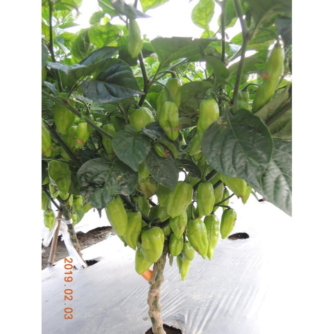 【萌田種子~】M25 檸檬辣椒種子12粒 ,檸檬鬼椒 ,辣椒夠 ,香氣足 ~-細節圖2