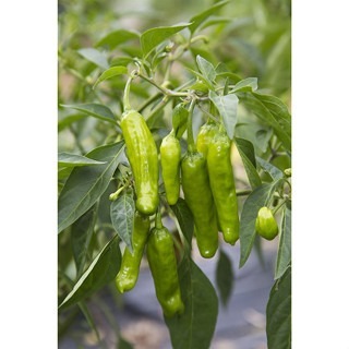 【萌田種子~】M27 小甜椒種子0.15公克 (約25粒) , 節間短 , 產量高~-細節圖3