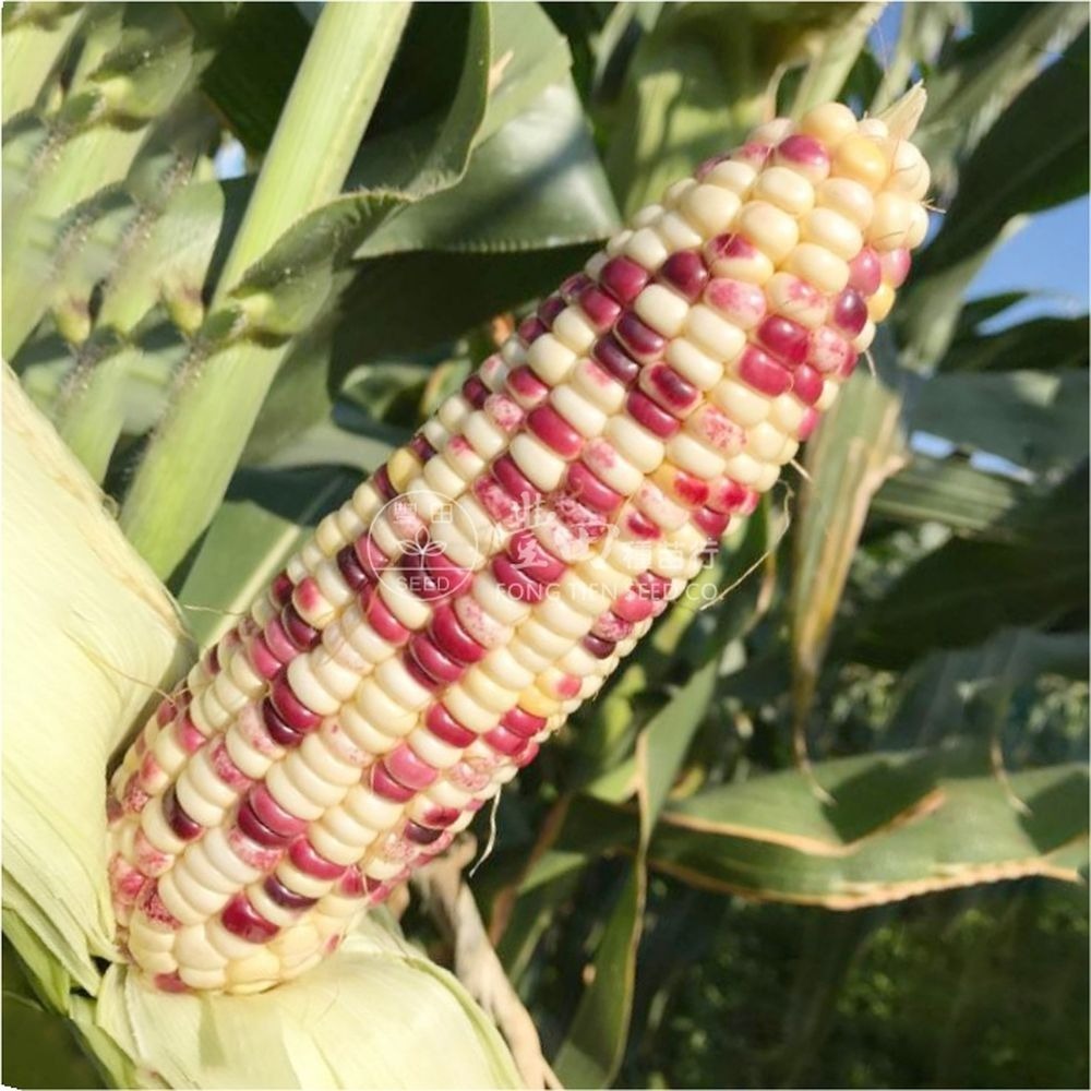 【萌田種子~】N02 寶石甜糯玉米種子5公克(約20~23粒) , 比賽得名品種 , 糯香甜 , 品質好~-細節圖2