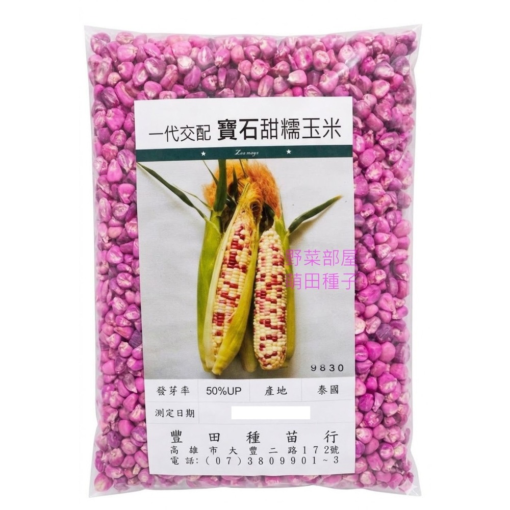 【萌田種子~】N02 寶石甜糯玉米種子5公克(約20~23粒) , 比賽得名品種 , 糯香甜 , 品質好~-細節圖3