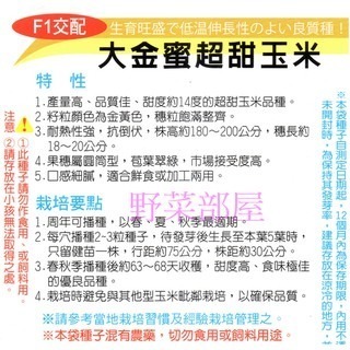 【萌田種子~】N03 大金蜜2號超甜玉米種子4公克(約30粒), 泰國公司第一名品種 , 甜度高~-細節圖2