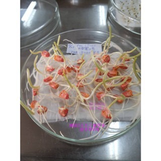 【萌田種子~】N03 大金蜜2號超甜玉米種子4公克(約30粒), 泰國公司第一名品種 , 甜度高~-細節圖4