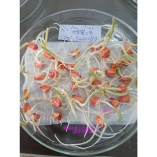 【萌田種子~】N03 大金蜜2號超甜玉米種子4公克(約30粒), 泰國公司第一名品種 , 甜度高~-細節圖5