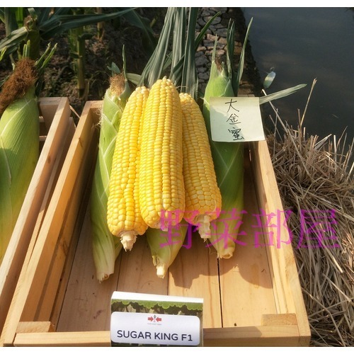【萌田種子~】N03 大金蜜2號超甜玉米種子4公克(約30粒), 泰國公司第一名品種 , 甜度高~-細節圖6