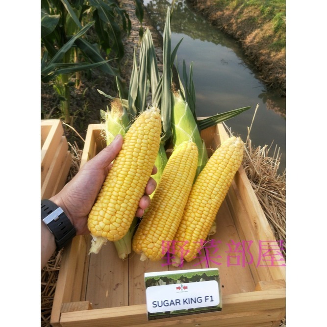 【萌田種子~】N03 大金蜜2號超甜玉米種子4公克(約30粒), 泰國公司第一名品種 , 甜度高~-細節圖7