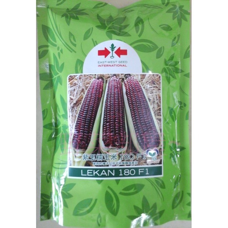 【萌田種子~】N12 紫玉糯玉米種子5公克(約25粒) , 有甜度 , 品質香Q ~-細節圖3