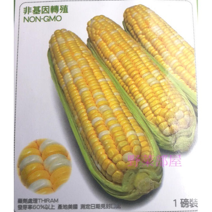【萌田種子~】N14 蜜彩雙色水果玉米種子4.3公克 (約30粒), 植株矮 , 果穗大 , 甜度高 ~-細節圖2