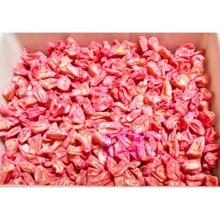 【萌田種子~】N15 白龍王水果玉米種子2.3公克(約20粒) , 牛奶水果玉米 ~-細節圖2