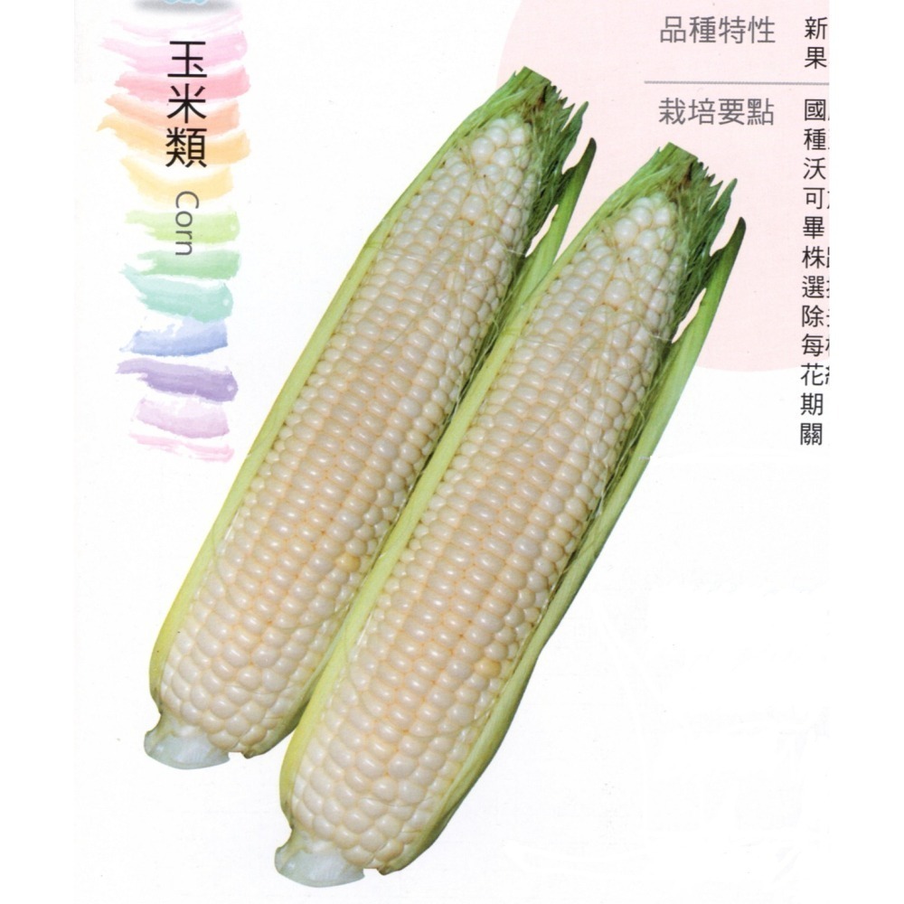 【萌田種子~】N16 銀狐白色水果玉米種子約15粒 ,皮薄汁多 ,甜度佳 ,抗病品種 ~-細節圖2