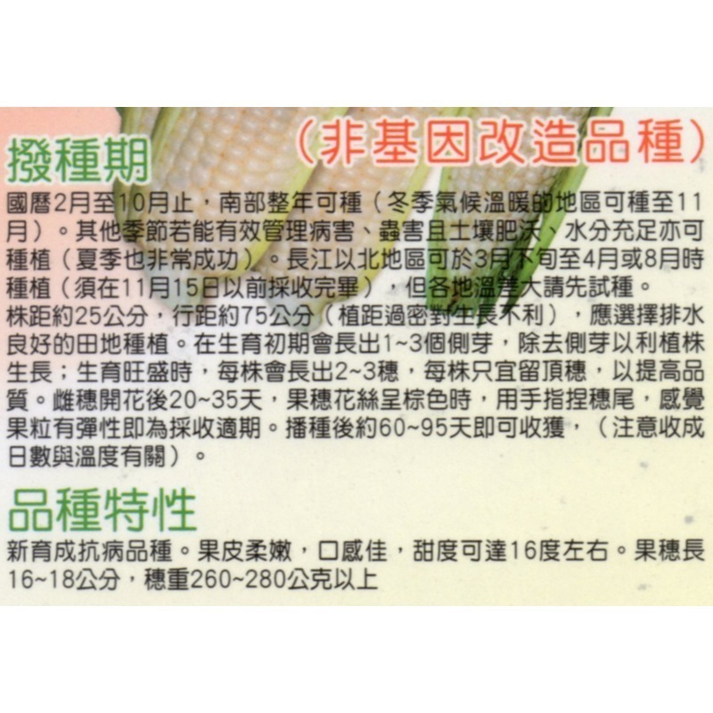 【萌田種子~】N16 銀狐白色水果玉米種子約15粒 ,皮薄汁多 ,甜度佳 ,抗病品種 ~-細節圖3