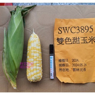 【萌田種子~】N17 雙美雙色甜玉米種子4.3公克(約25粒) , 口感香Q ,甜度高~-細節圖2