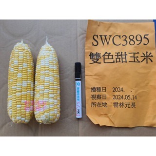 【萌田種子~】N17 雙美雙色甜玉米種子4.3公克(約25粒) , 口感香Q ,甜度高~-細節圖3