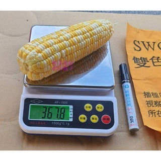 【萌田種子~】N17 雙美雙色甜玉米種子4.3公克(約25粒) , 口感香Q ,甜度高~-細節圖4