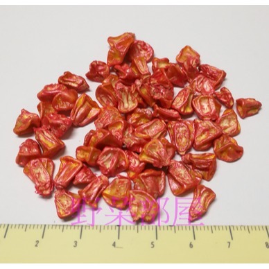 【萌田種子~】N19 黑蜜巧克力玉米種子4.5公克(約35粒) , 軟嫩的甜玉米,富含花青素~-細節圖2