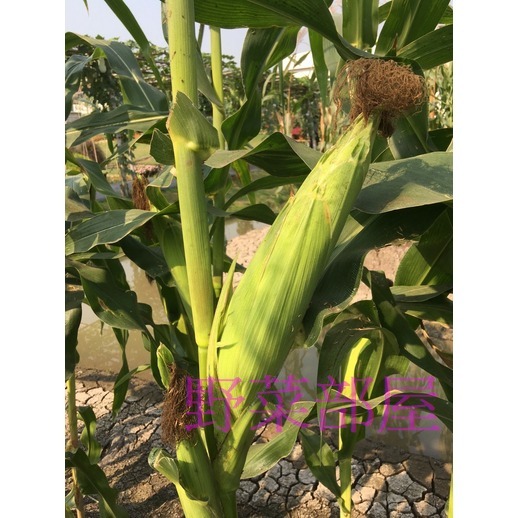 【萌田種子~】N20 桃香甜糯玉米種子6公克(約19~22粒) , 生長強健 , 穗葉青綠 , 有甜度~-細節圖4