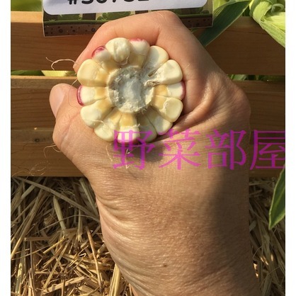 【萌田種子~】N20 桃香甜糯玉米種子6公克(約19~22粒) , 生長強健 , 穗葉青綠 , 有甜度~-細節圖5