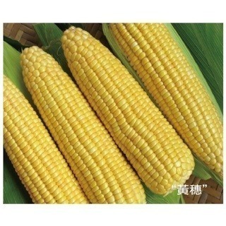 【萌田種子】N21 黃穗超甜玉米種子5公克(約32顆) , 大穗品種 , 甜度高 , 耐熱性佳  ~-細節圖2