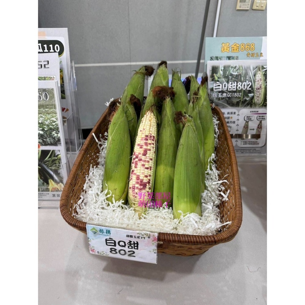 【萌田種子~】N26 827甜糯玉米種子6公克(約28粒) , 高產大穗 ,口感較糯 ,長勢強健 ,白Q甜827~-細節圖2