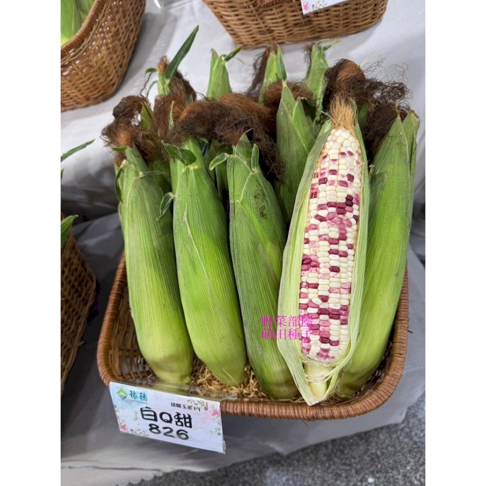 【萌田種子~】N26 827甜糯玉米種子6公克(約28粒) , 高產大穗 ,口感較糯 ,長勢強健 ,白Q甜827~-細節圖3