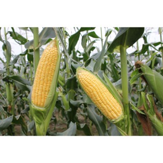 【萌田種子~】N28 夏系美粒甜玉米種子3.5公克(約20 粒) , 高產 , 耐熱 , 耐病性佳~-細節圖2