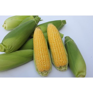 【萌田種子~】N28 夏系美粒甜玉米種子3.5公克(約20 粒) , 高產 , 耐熱 , 耐病性佳~-細節圖3