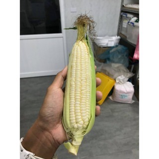 【萌田種子~】N29 白嘉麗白色甜玉米種子5公克(約25粒) ,生長勢強 ,耐病性佳~-細節圖3
