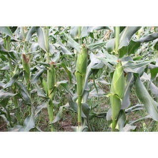 【萌田種子~】N29 白嘉麗白色甜玉米種子5公克(約25粒) ,生長勢強 ,耐病性佳~-細節圖2