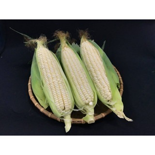 【萌田種子~】N29 白嘉麗白色甜玉米種子5公克(約25粒) ,生長勢強 ,耐病性佳~-細節圖4