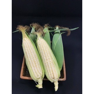 【萌田種子~】N29 白嘉麗白色甜玉米種子5公克(約25粒) ,生長勢強 ,耐病性佳~-細節圖5