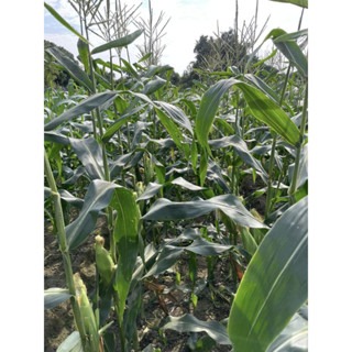 【萌田種子~】N30 8號甜玉米種子3.8公克(約20 粒) , 早生 , 耐熱性佳 , 耐病性佳~-細節圖2