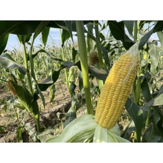 【萌田種子~】N30 8號甜玉米種子3.8公克(約20 粒) , 早生 , 耐熱性佳 , 耐病性佳~-細節圖3