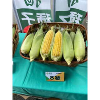 【萌田種子~】N30 8號甜玉米種子3.8公克(約20 粒) , 早生 , 耐熱性佳 , 耐病性佳~-細節圖4