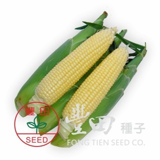 【萌田種子~】N32 夏強超甜玉米種子3.5公克 (約25粒), 生長強健 , 耐熱耐寒 , 易於栽培 ~-細節圖2